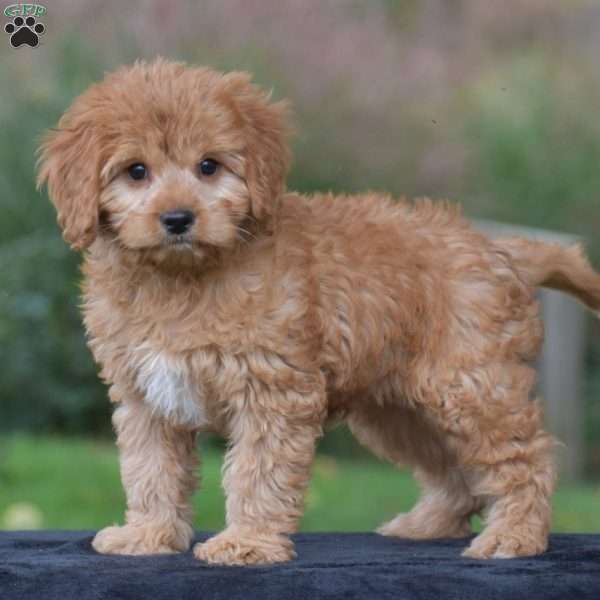 Jax, Cavapoo Puppy